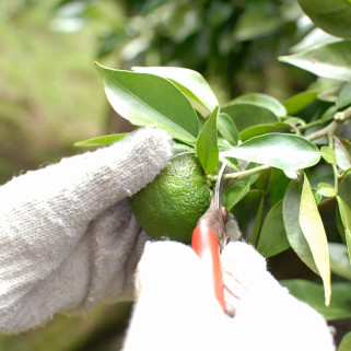 Mild green Yuzu Kosho