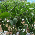 Yuzu Kosho verde dulce