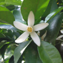 Yuzu Kosho traditionell rot