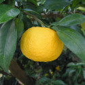 Yuzu flavored sea salt Yuzu flavored sea salt