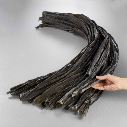 Wild Hidaka Kombu seaweed from Hokkaido Kombu
