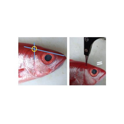 Tsumoto Kit fish ja bool for fish teurastus