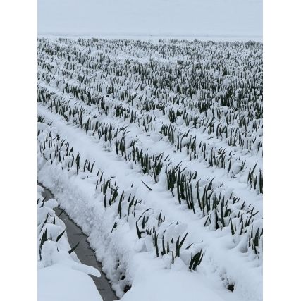 TARE vegan salsa di Bannou con Toyama Cuboule