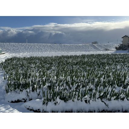 TARE vegan salsa di Bannou con Toyama Cuboule