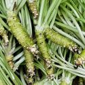 Colar Hon'wasabi