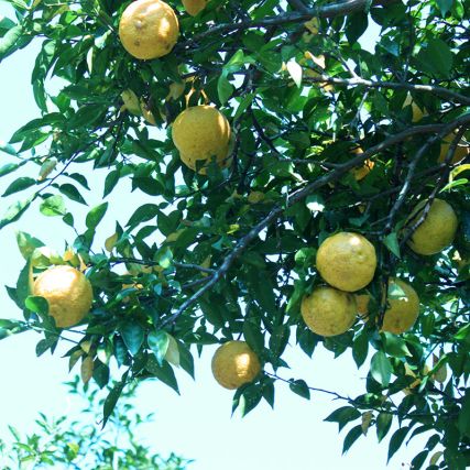 Yuzu risolje og Hon'wasabi