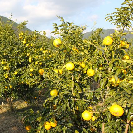 Japanilainen vinigretti Wasabi ja Yuzu