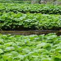 Vinagrete japonês em Wasabi e Yuzu
