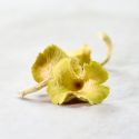 Dried mushrooms Hanasaki Tamogi dehydrated Dried mushrooms Hanasaki Tamogi dehydrated
