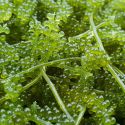 Puchipuchi umibudo sea grape