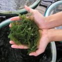 Puchipuchi umibudo sea grape