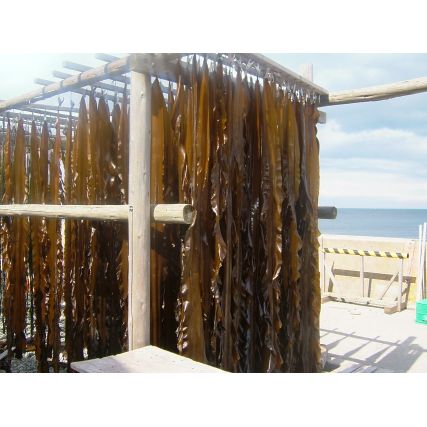 Moj kombu de shirokuchihama (Hokkaido) 22,510 cm 300g