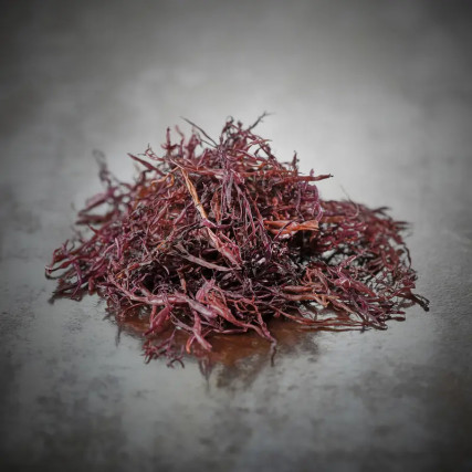 Premium wild funori seaweed from Iwate 