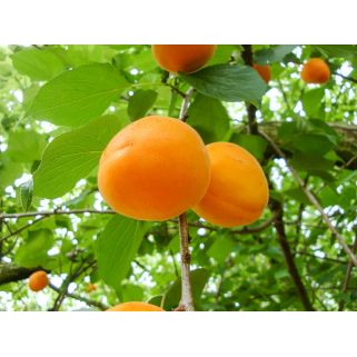 Aprikosen-Hachisuke ume Shisozuke 