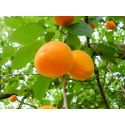 Albaricoque hachisuke Ume Shisozuke Albaricoque hachisuke Ume Shisozuke