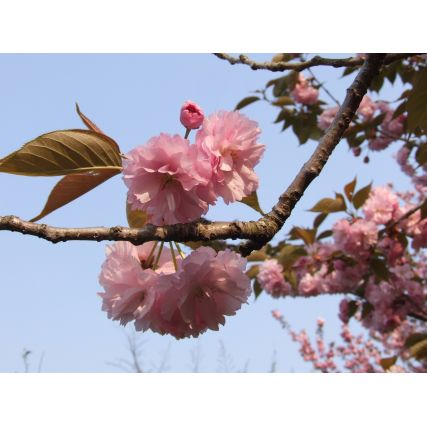 Sakura Sakura Terish δέρμα 