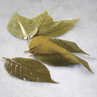 Sweet sakura cherry leaves 