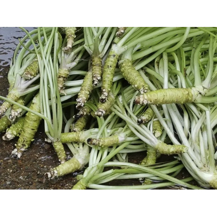 Hon'wasabi premium pasta