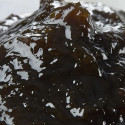 Wakame and aosa nori tsukudani 