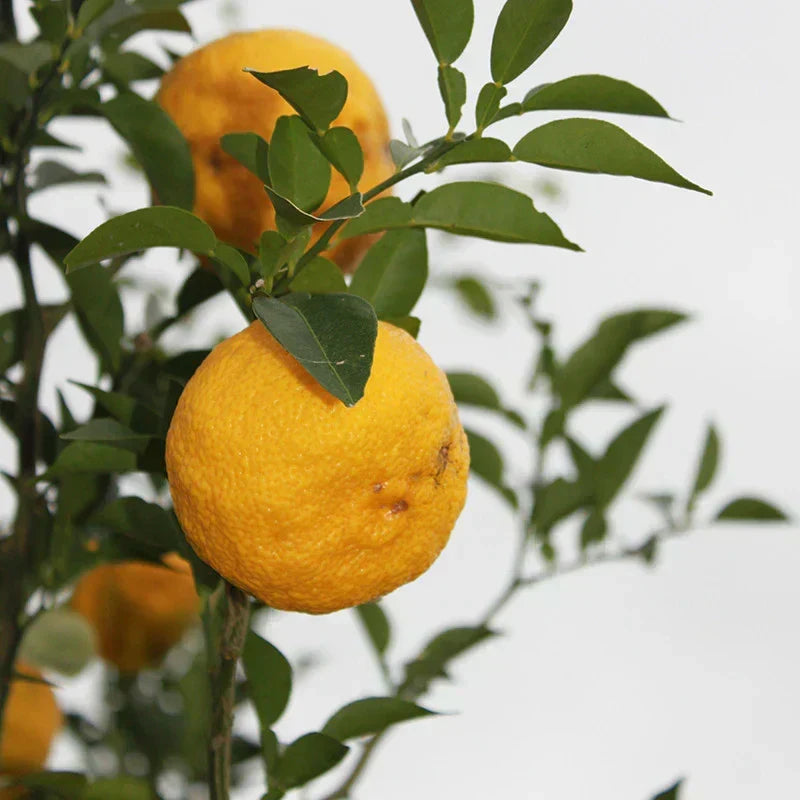 Qu'est ce que le Yuzu ?