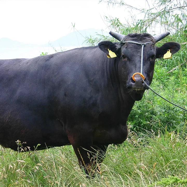 Présentation du boeuf Wagyu