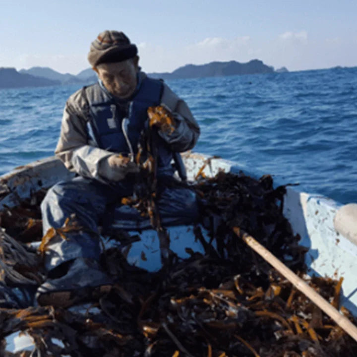 Les derniers pêcheurs de Wakame de Matsue