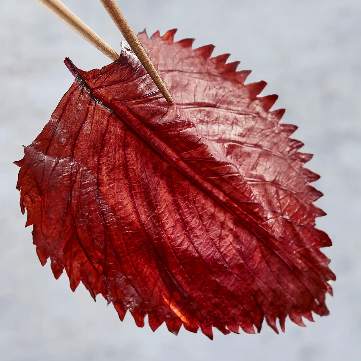 Feuilles de shiso condiment