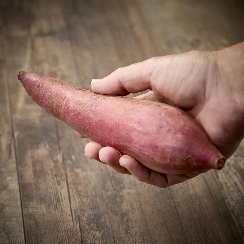 BENIHARUKA SWEET POTATO (Ipomoea batatas) Chiba Prefecture