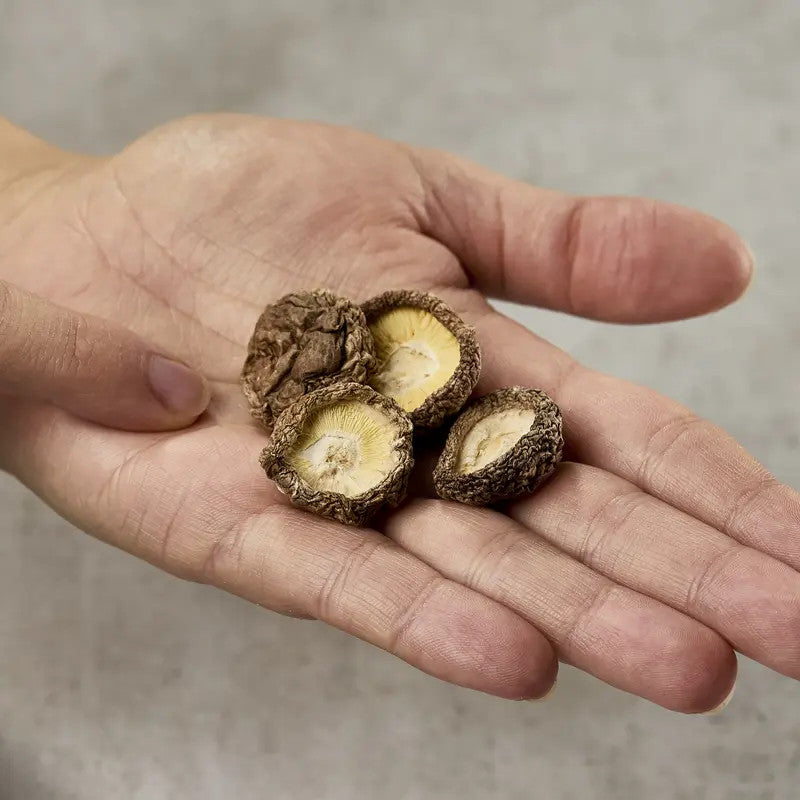 Shiitake sin pie diámetro 1-3 cm