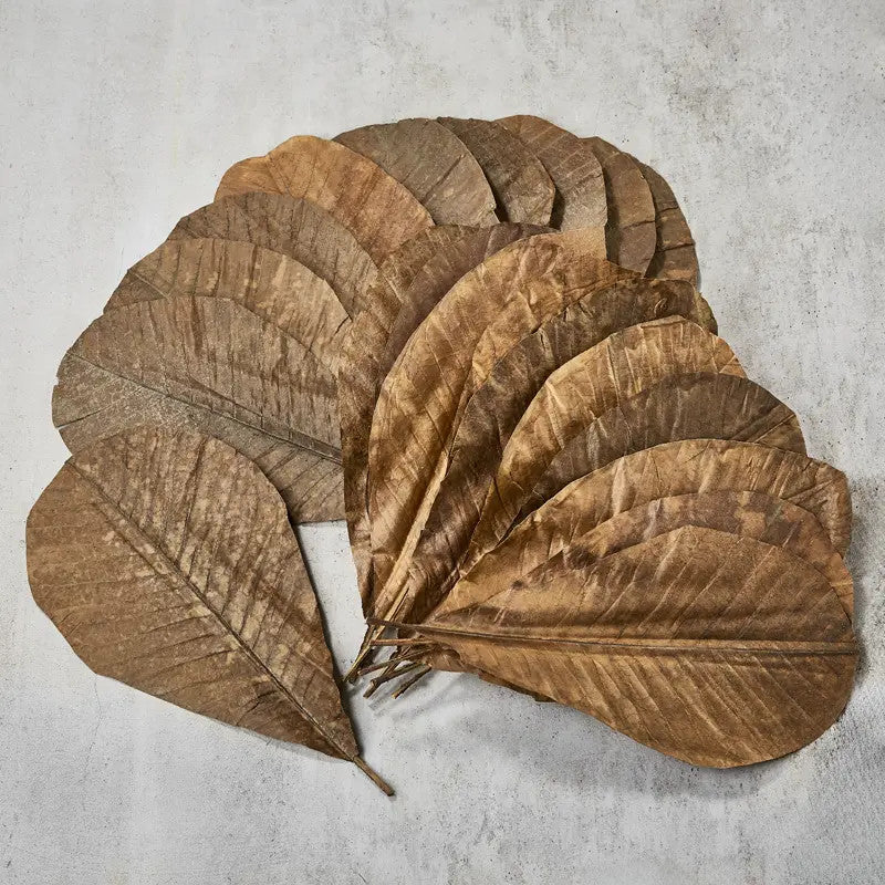 Gedroogde magnolia bladeren 25-30x 13,5-16 cm,