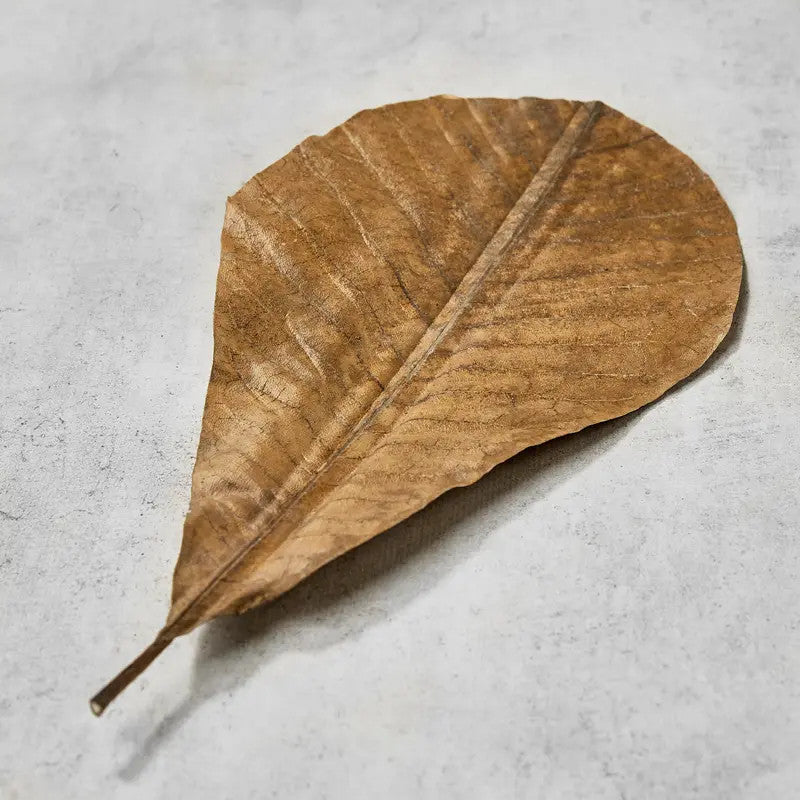 Gedroogde magnolia bladeren 25-30x 13,5-16 cm,