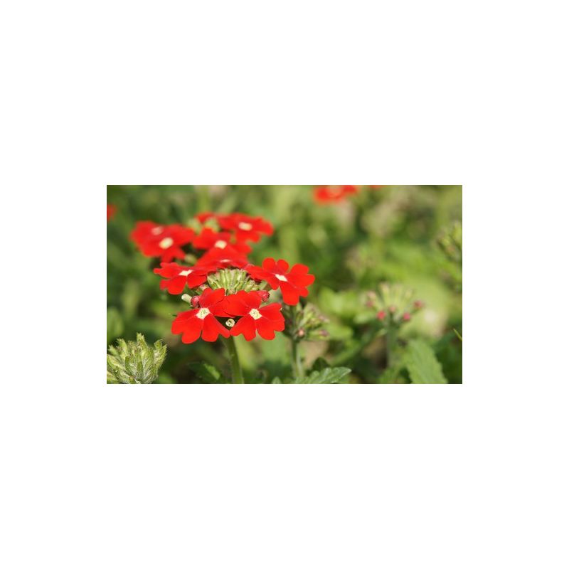 Fiori di verbena essiccati
