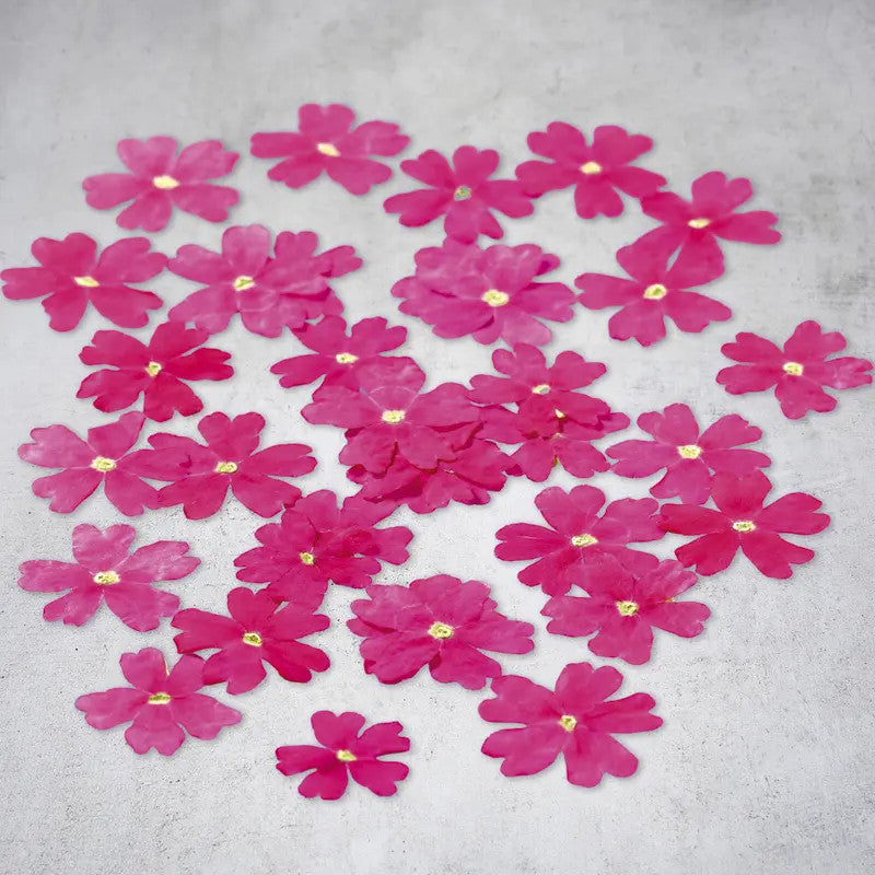 Fiori di verbena essiccati