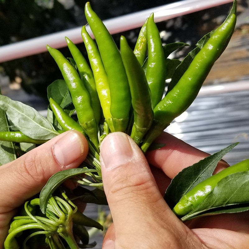 Yuzu Kosho verde tradicional