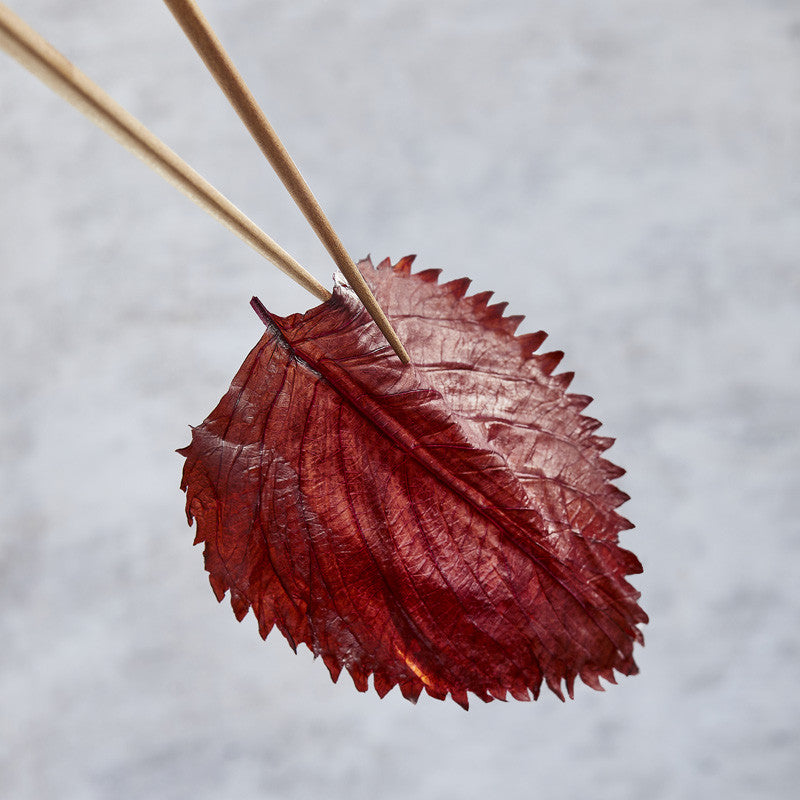 Hojas de shiso condimento