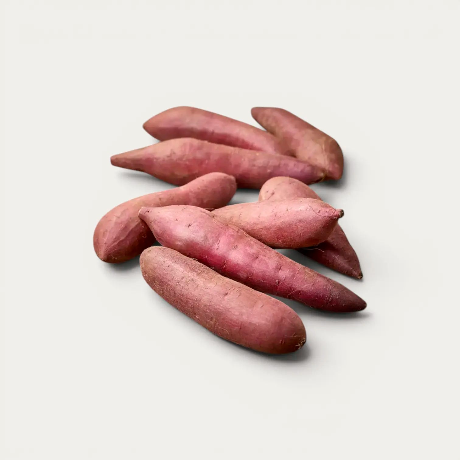 SWEET POTATO BENIHARUKA (Ipomoea batatas) Chiba Prefecture