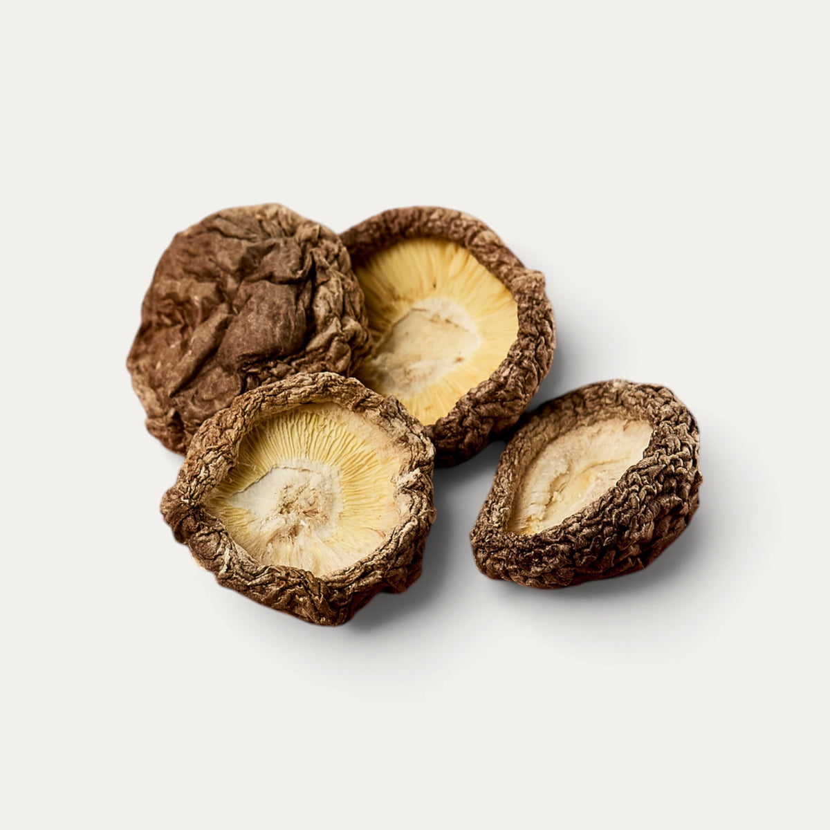 Shiitake ohne Stiel, Durchmesser 1–3 cm