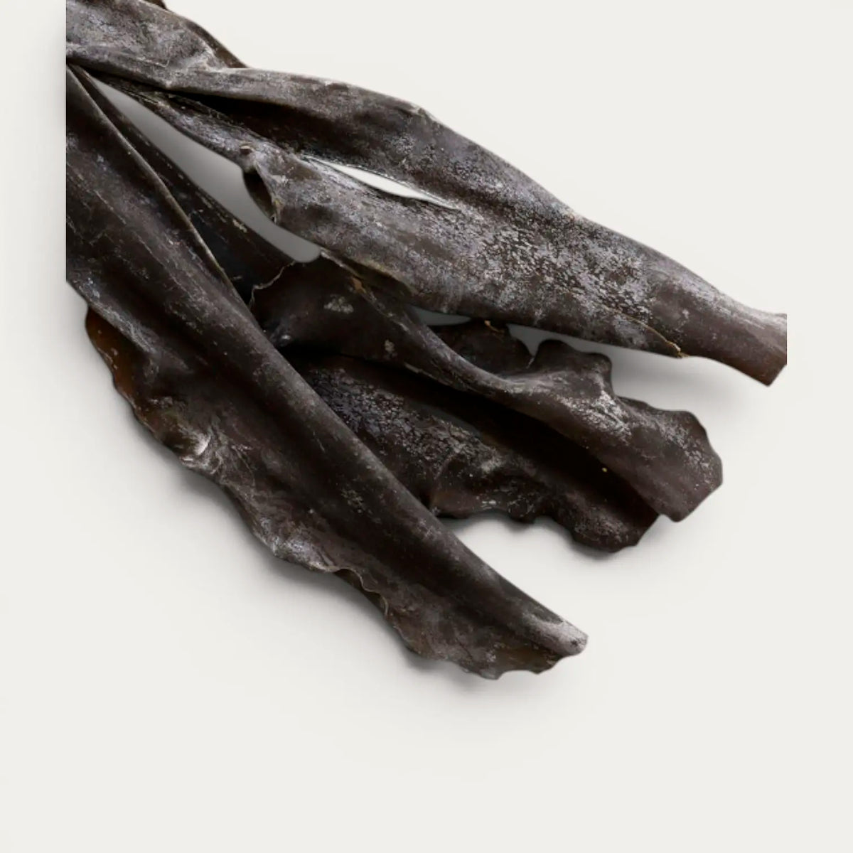 Algues Kurokuchihama Ma Kombu Premium de Hokkaido